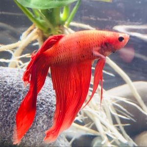 Meet your Posher, Kennedi